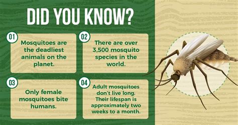What to know about the mosquito.